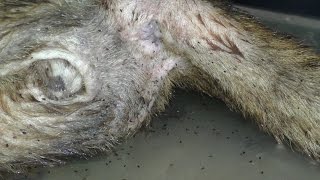 Fresh from the streets of The Gambia...