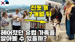 새끼 때 헤어진 유럽가족을 7개월만에 만난 진돗개의 반응