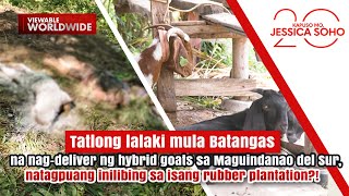 3 lalaki na nag-deliver ng hybrid goats, inilibing sa rubber plantation?! | Kapuso Mo, Jessica Soho