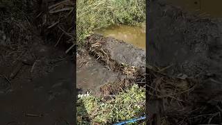 Для чего бобрам плотины