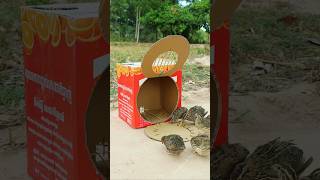 Best Bird Trap Technique - Quail Trap #Creative bird trap #shorts