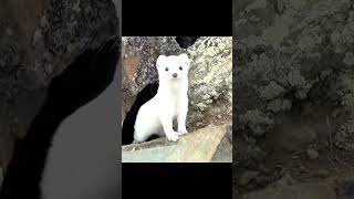 النمس  المفترس: صياد بارع في عالم الحيوات