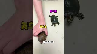 El marido se vuelve extremo por una tortuga 🤯