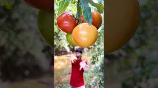 Amazing Tomato Spray Ideas You NEED To Try!
