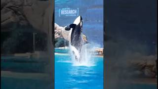 Последнее выступление дрессировщицы касаток