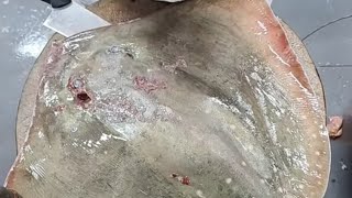 yant is live processing stingray