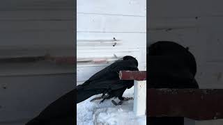 #воронгоша #raven #ravengosha #animal #ravenbird #birds #nature