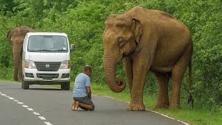 Wild Elephant Attacks Van on Jungle Road – Shocking Real Footage