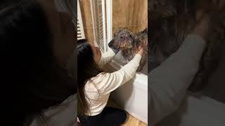 Malika ❤️‍🩹#dogrescueshelter #dogrescueshelter #emotional #rescuingdogs #dogs #humanitarianhelp