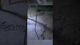 가장 무서운 짐승과의 만남 #반바지