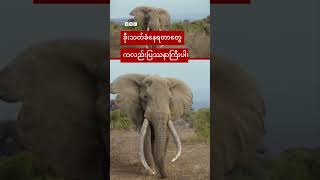 မိဘမဲ့ ဆင်ကလေးတွေကို လူသားအထိန်းတွေနဲ့ အတူတွေ့ရပုံ - BBC News မြန်မာ