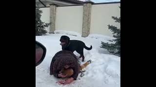 Забота о реакции.Пёс.Ребёнок.Мама.Помощь#dog #life #reaction #foryou #doglover #fyp #kids #mom