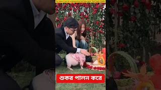 দেখুন কিভাবে শুকর পালন করে # entertainment video #funny video # shorts video