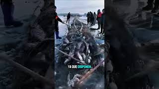 Groenlandia: El Mejor Lugar en Un apocalipsis Zombie