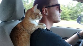 고양이가 게으르다고 생각했는데… 근무하는 고양이를 보고 나니 ❤️