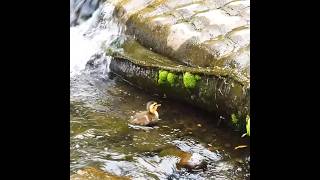 포기하지 않는다! 마지막 아기 오리의 감동적인 등반 🐣✨🦆