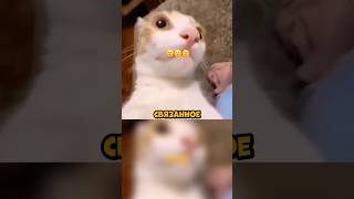 ДУШНИЛА № 40