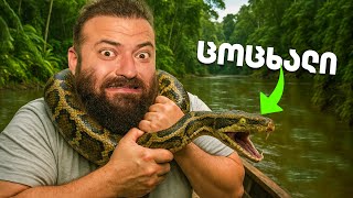 ვნადირობ ანაკონდებზე ამაზონის ჯუნგლებში