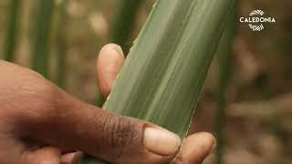 Le pandanus se cultive à Maré