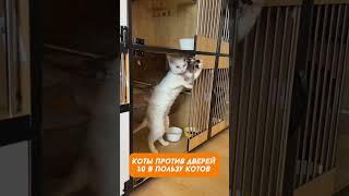 Хозяин, открывай... Или сам открою 😾 Коты vs Двери: Кто Победит?
