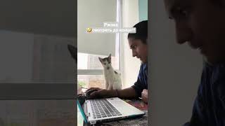 Кот  🐱 #веселыевидео #cat #смешно #funny #веселыевидео #pets #funny