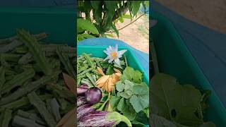 நம்ம தோட்டத்து அறுவடை #shortsfeed #shorts #garden #harbal #gardening #natruel ##harvest #plants
