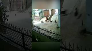 На лошадь напала стая разъярённых собак #dogs #horse