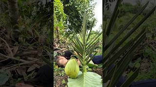 Survival Skills: SMART idea and USEFUL with Coconut #bushcraft #camping #outdoors #survival