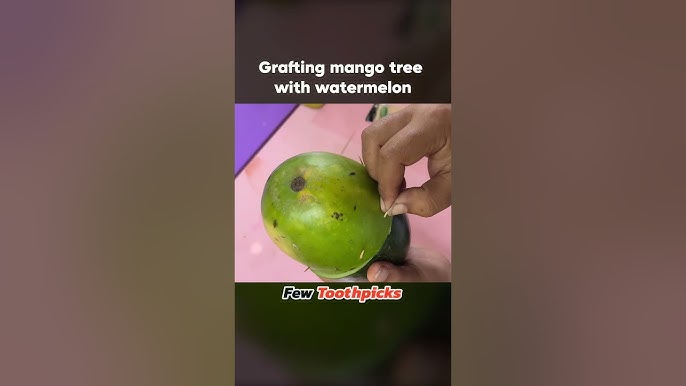 Grafting mango tree with watermelon👌🏻 #shortsvideo #ai #science #trending #yputubeshorts #youtube