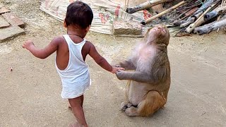 Monkey rani Amaging vidio 🤣 ।। Monkey rani chiller party funny vidio 