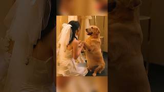 قصة الكلب الذي احتضر روح والدها #شفا #قصص #قصص_واقعية #حكمة #قصص_اطفال