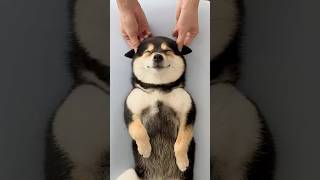 ASMR | Manyu 사운드 테라피 SPA - 궁극의 휴식