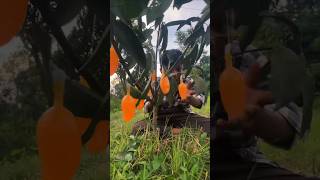 বাবু এটা তোর খেতে হবে না #1millionviews