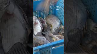 Powell, colporteur au service des pêcheurs d’Arama 🚐🎣