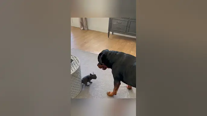 NEW PUPPY IS IN THE HOUSE