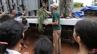 Brazil elephant sanctuary welcomes its newest resident, rescued from a zoo in Argentina