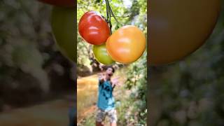 Tomato Hacks for Survival in the Wild
