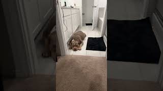 #trend #bulldog #pets #viralshorts #viralvideos  #petproject #puppy #animalproject #love #trending