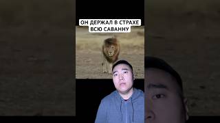 Самый Доминирующий Лев в Истории: Шрам (Scarface)