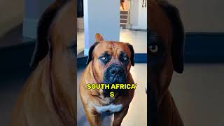 9 brutal dogs that can defeat a full-grown silverback gorrila 😲 😨