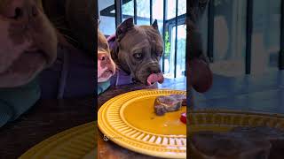 Língua Bovina para Família Blue 🐾💙💙💙