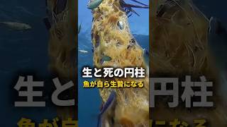 【衝撃】海に浮かぶ謎の円柱、その正体は！？