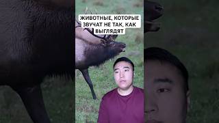 Животные, Которые Звучат Не Так, Как выглядят