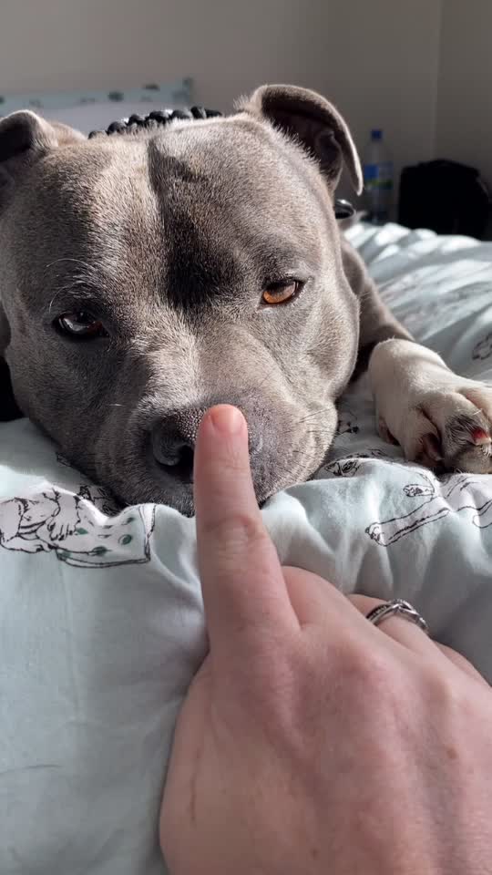 Recreating our most popular video 🐷 #boop