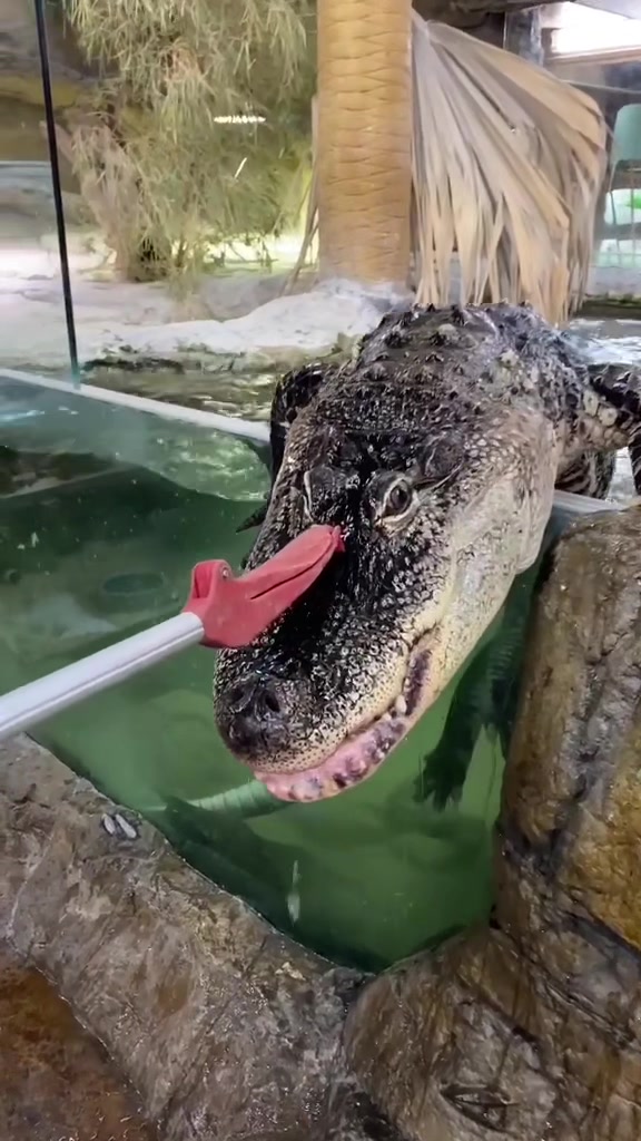 Our 2nd most viewed TikTok of 2021 🐊 Alligators have incredible jaw pressure 😳 #animals #animalsoftiktok #reptile #alligator #2021recap