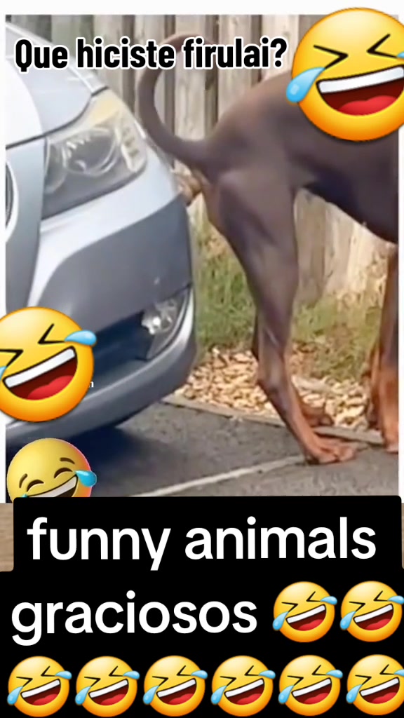 Tiktok de animales: viral para hoy: Firulai Marca Su Territorio: #videoderisa #firulaisentiktok #lomasvistodetiktok #funnyanimals #animalesgraciosos #risas #pranksvideos #funnymoments😂 #videocomedia #tendencias2023 #mascotasreaccionan #doglevers #viral 