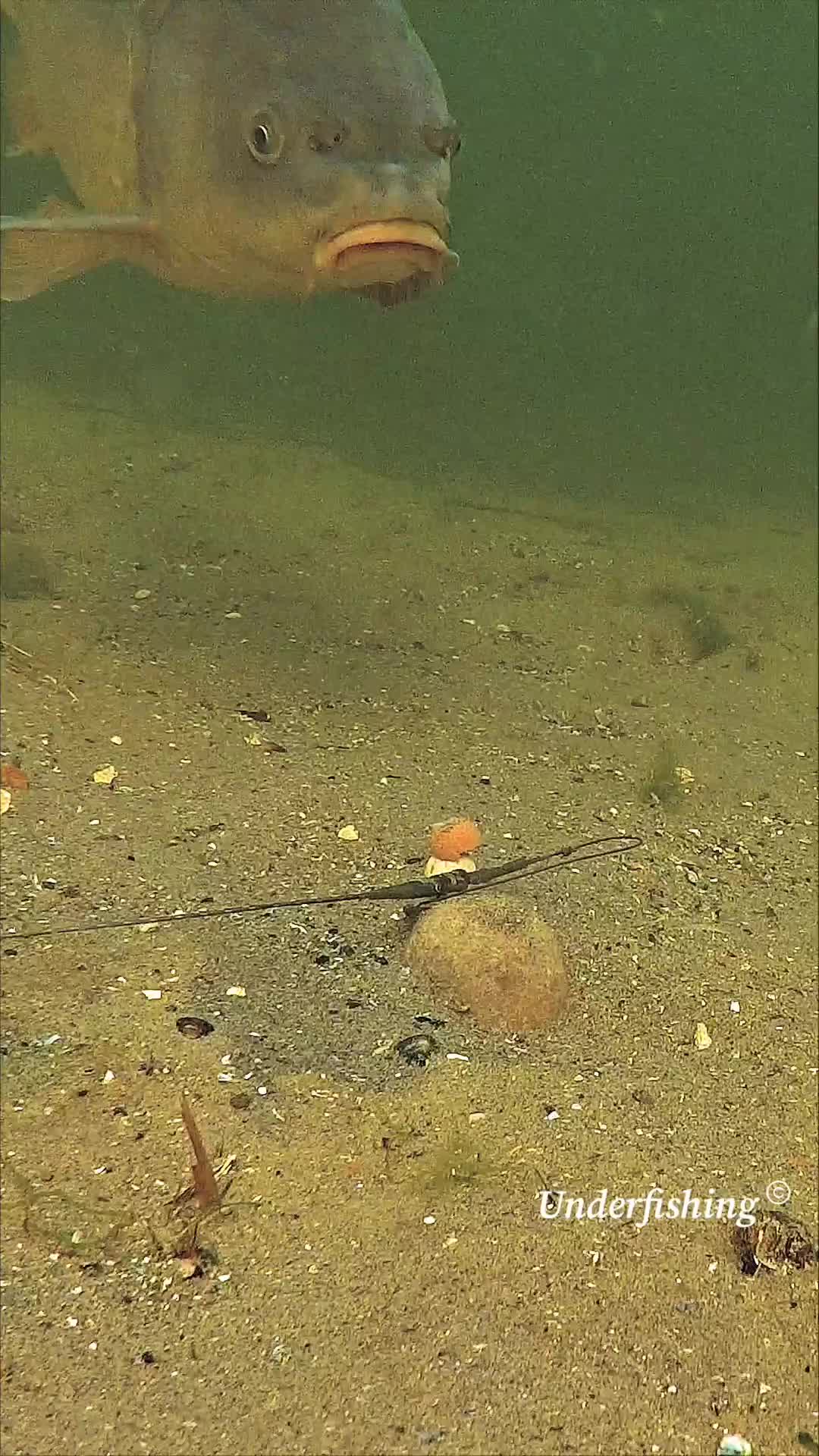 1 billion views on viral videos compilation: Youtube.com/underfishing #fishingvideoso #fishtok #foryou #fishingtiktoks #fy  #f