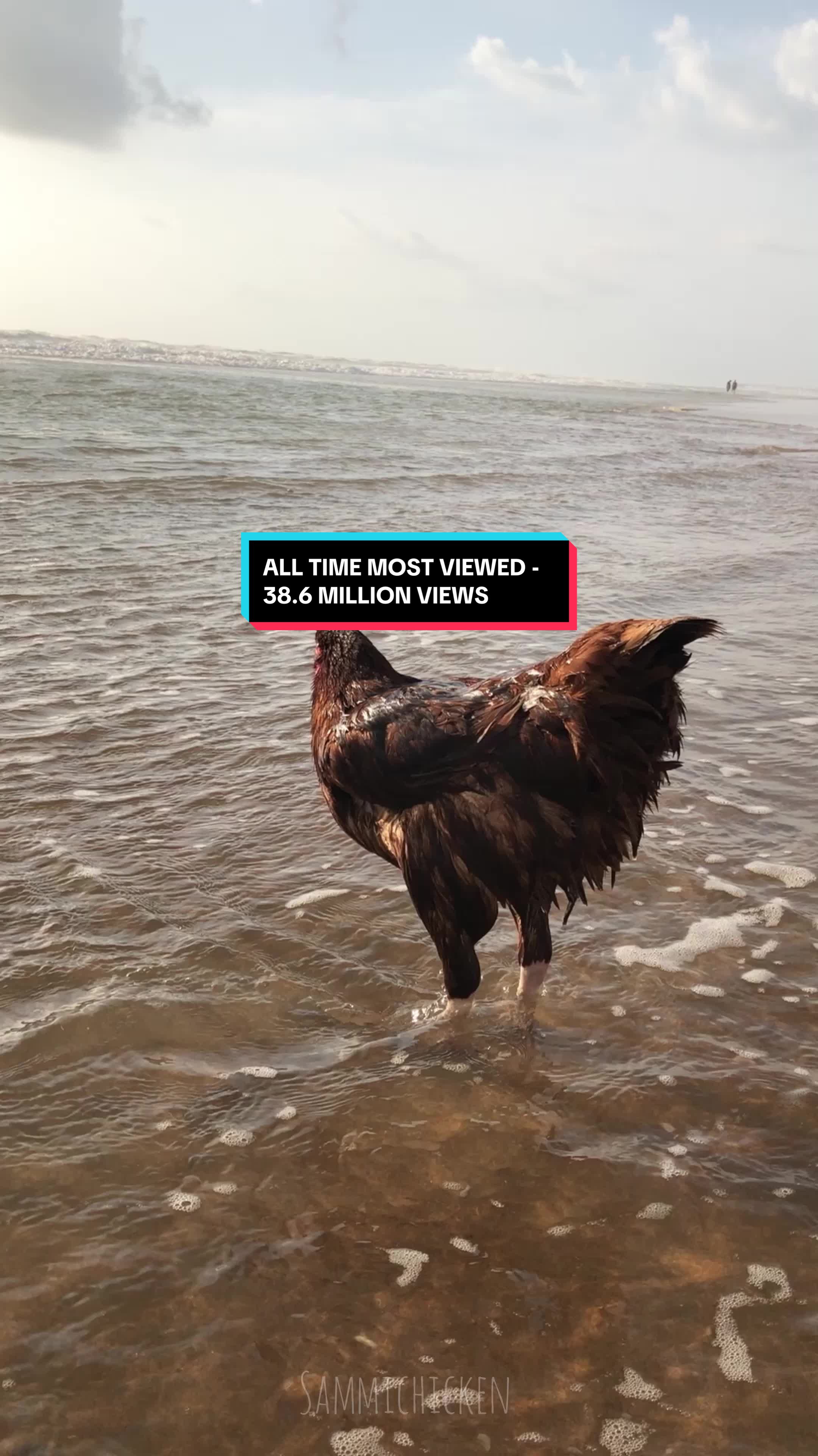 This is our most viewed video of ALL time, with 38.6 MILLION views on Facebook. Yes, it's fun to have a video go viral, but my heart swells the greatest knowing the impact/reach that our sweet Sammi Chicken had in her life. I was so lucky to have been her human. . *Video is from Spring 2018 - Daytona Beach, Florida She genuinely enjoyed the beach & the waves on her feet. ❤️ . #mybestfriendisananimal #soblessed #impact #amazinglife #love #bestfriends #animalhumanbonding #oneofakind #sammi #sammichicken #beachchicken #chickensofig #chickenofthesea @Dave Cox @Daytona Beach CVB