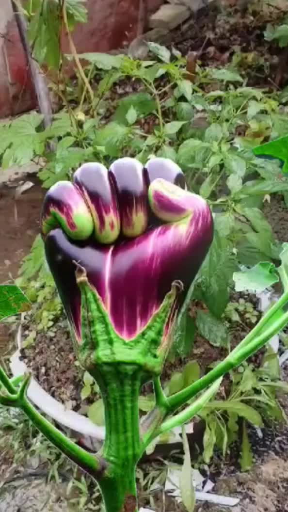 #foryou #foryoupage #1millionviews #viralvideo #tiktokviral