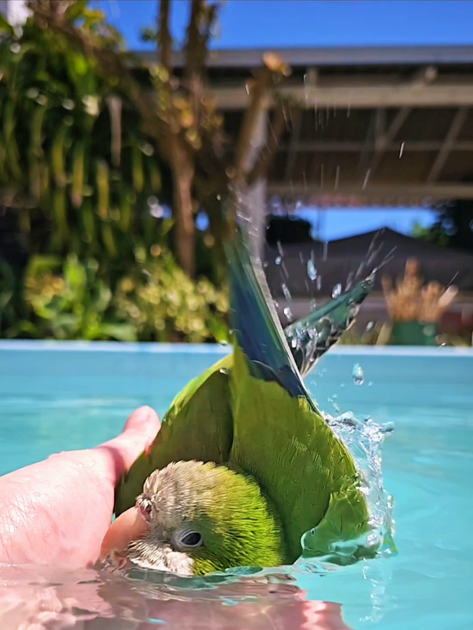 The most viewed video on tiktok in 2025 O vídeo com mais visualizações no tiktok em 2025 El vídeo más visto en tiktok en 2025 #quakerparrot #birds #bathing #slowmotion #2025 #mostviewed #views #loro #cockatiel #pool #parrotsoftiktok #cotorra #cute #beauty #nature #natureza #aves #passaros #animalsoftiktok #pets #petsoftiktok #lindo #animaisnotiktok #animaisfofos #lorosdetiktok #slowmo #2025 